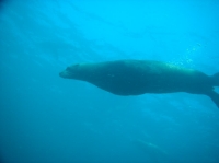 LION DE MER (8).JPG