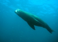 LION DE MER (9).jpg