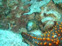 MURENE ETOILEE (echidna nebulosa).JPG