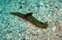 NUDIBRANCHE 1.JPG