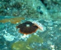 NUDIBRANCHE 2.JPG