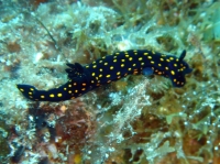 NUDIBRANCHE 5.JPG