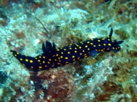 NUDIBRANCHE 6.JPG