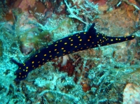 NUDIBRANCHE 7.jpg