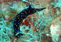 NUDIBRANCHE 8.JPG