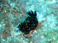 NUDIBRANCHE 9.JPG