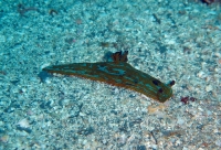 NUDIBRANCHE.jpg