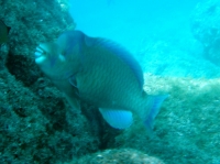 PERROQUET COUP DE TETE (scarus perrico) 1.JPG