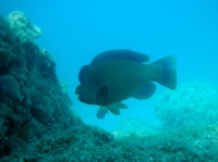 PERROQUET COUP DE TETE (scarus perrico) 2.JPG