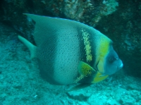 POISSON ANGE DE CORTEZ (Pomacanthus zonipectus) (1).JPG