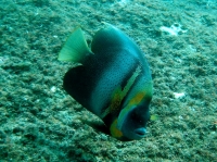 POISSON ANGE DE CORTEZ (Pomacanthus zonipectus) (5).JPG