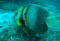 POISSON ANGE DE CORTEZ (Pomacanthus zonipectus) (6).JPG