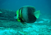 POISSON ANGE DE CORTEZ (Pomacanthus zonipectus) (7).JPG