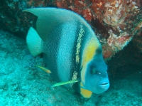 POISSON ANGE DE CORTEZ (Pomacanthus zonipectus)(2).JPG