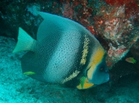 POISSON ANGE DE CORTEZ (Pomacanthus zonipectus)(3).jpg