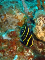 POISSON ANGE DE CORTEZ JUVENILE (Pomacanthus zonipectus) 1.JPG