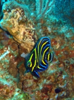 POISSON ANGE DE CORTEZ JUVENILE (Pomacanthus zonipectus) 3.jpg