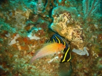 POISSON ANGE DE CORTEZ JUVENILE (Pomacanthus zonipectus) 4.JPG