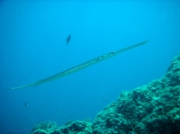 POISSON FLUTE (Fistularia commersonii).JPG