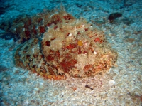 POISSON SCORPION (scorpaenopsis plumieri) 1.JPG