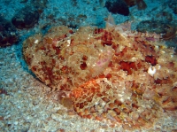 POISSON SCORPION (scorpaenopsis plumieri) 10.JPG