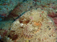 POISSON SCORPION (scorpaenopsis plumieri) 11.jpg