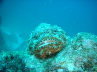 POISSON SCORPION (scorpaenopsis plumieri) 3.JPG
