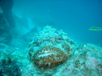 POISSON SCORPION (scorpaenopsis plumieri) 4.JPG