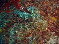 POISSON SCORPION (scorpaenopsis plumieri) 6.JPG