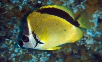 Poisson-papillon a nez noir(Johnrandallia nigrirostris) 1.JPG
