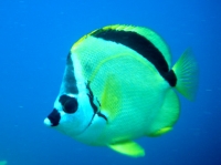 Poisson-papillon a nez noir(Johnrandallia nigrirostris) 2.jpg