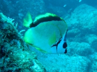 Poisson-papillon a nez noir(Johnrandallia nigrirostris).JPG