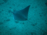RAIE MANTA MOBULA 1.JPG