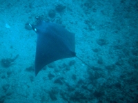 RAIE MANTA MOBULA 2.jpg