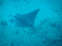 RAIE MANTA MOBULA.JPG