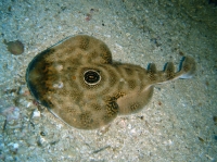 RAIE TORPILLE (Diplobatis ommata) 1.JPG