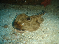 RAIE TORPILLE (Diplobatis ommata).JPG