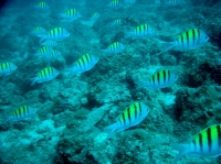 SERGENT MAJOR (abudefduf saxatillis) 1.JPG