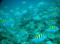 SERGENT MAJOR (abudefduf saxatillis).JPG