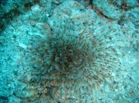SPIROGRAPHE.JPG