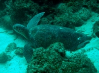 TORTUE 1.JPG