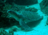 TORTUE 2.JPG