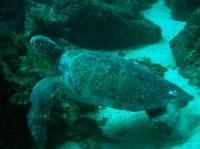 TORTUE 3.jpg