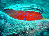 TRITON 1.JPG