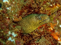 murene doree (gymnothorax miliaris) 1.jpg
