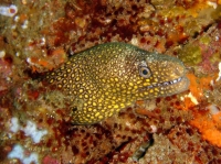 murene doree (gymnothorax miliaris) 2.jpg