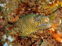 murene doree (gymnothorax miliaris) 3.jpg
