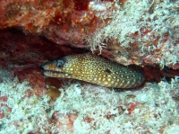 murene doree (gymnothorax miliaris) 4.jpg