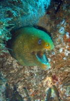 murene verte (gymnothorax funebris) 1.JPG