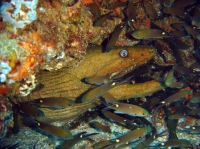 murene verte (gymnothorax funebris) 10.JPG